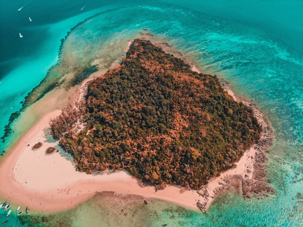 forest on island during day