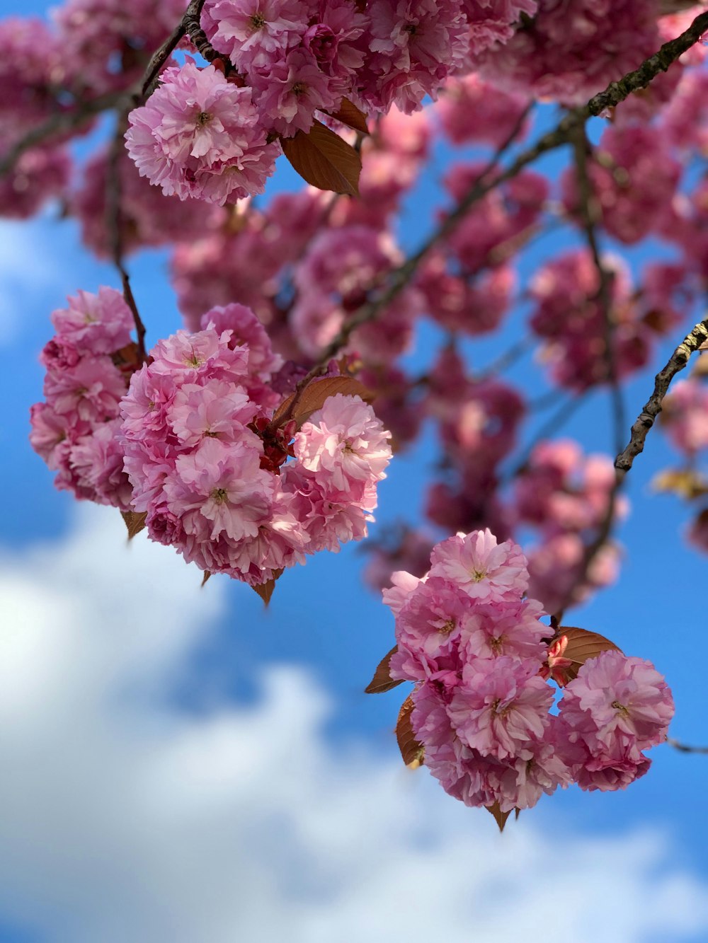 rosa blühender Baum tagsüber