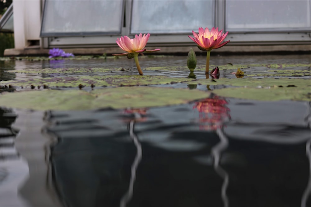 two pink water lilies in water