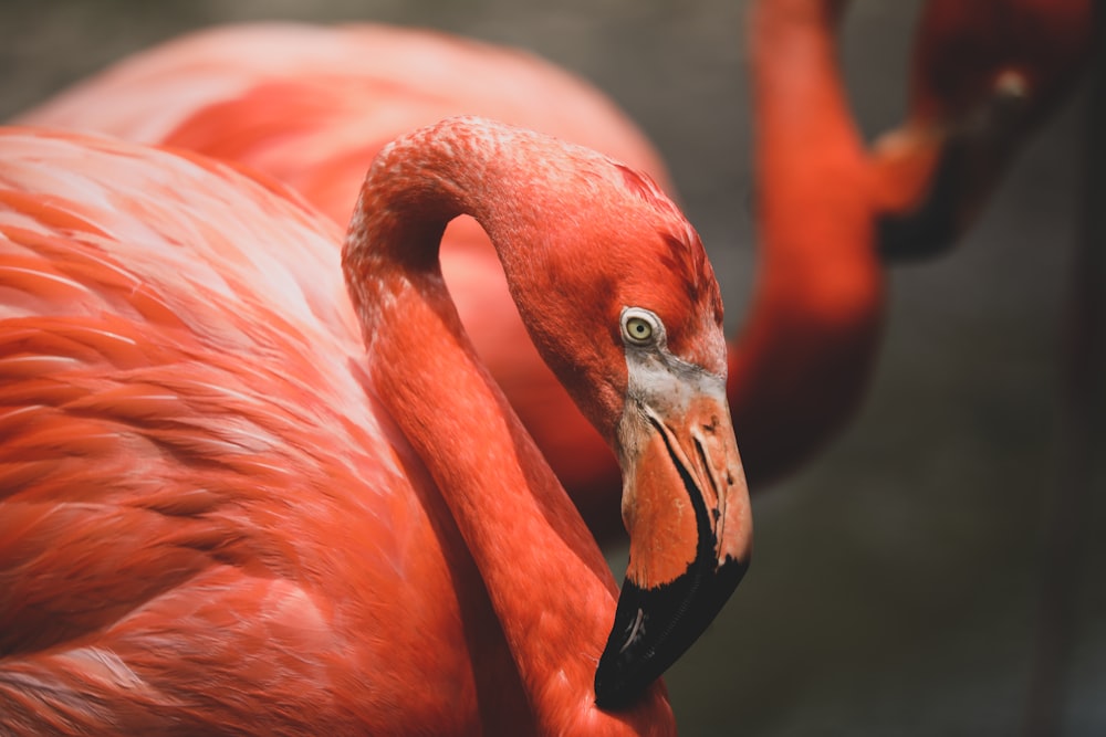 Fotografía de flamencos