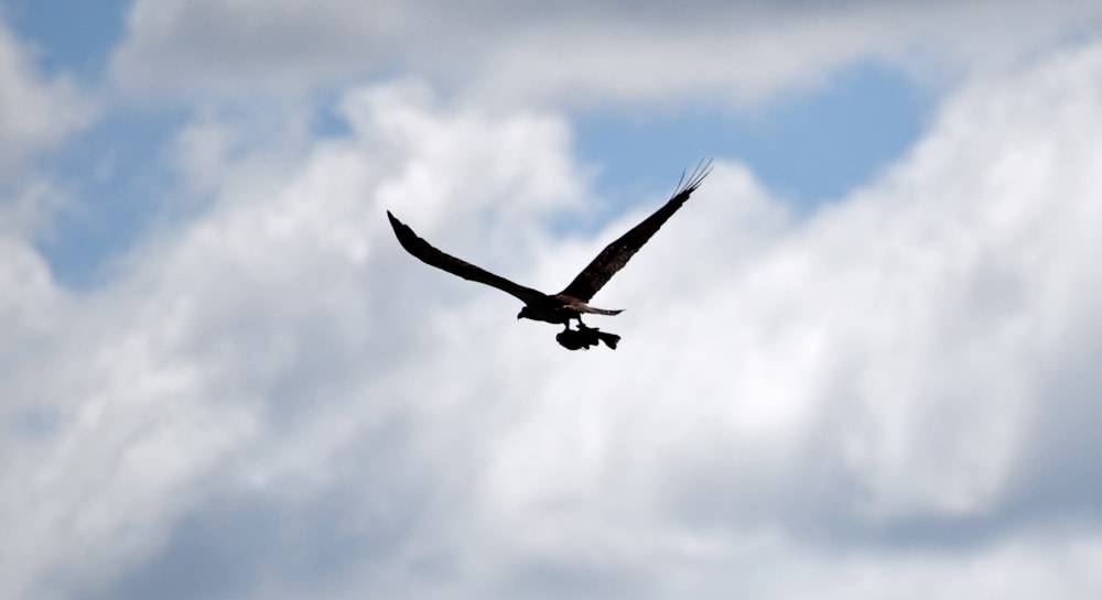 Fotografía de lapso de tiempo de pájaro en vuelo en el cielo durante el día