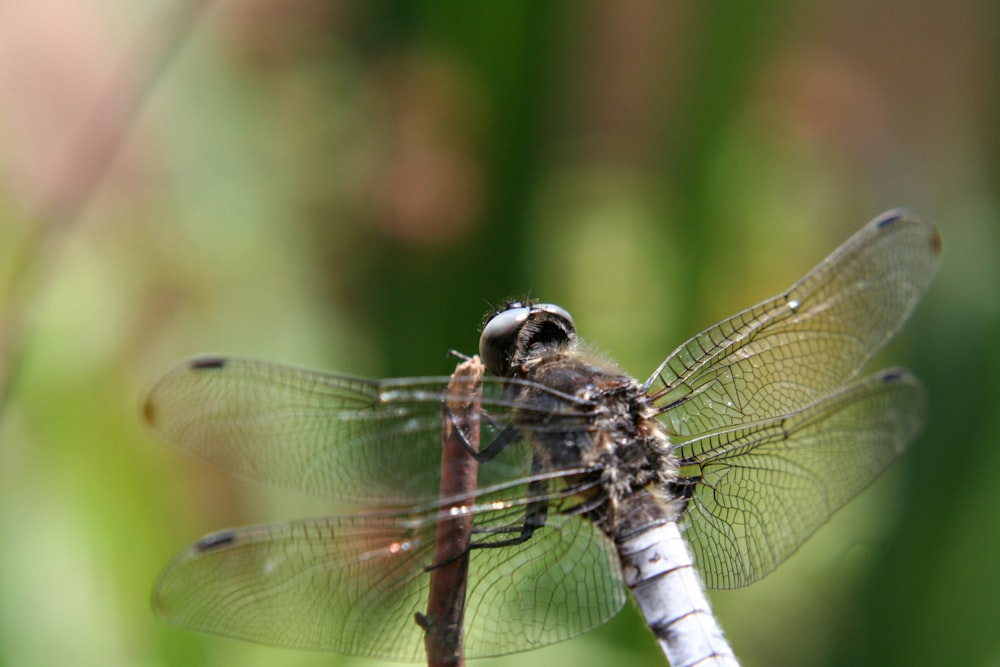 brown dragonfly