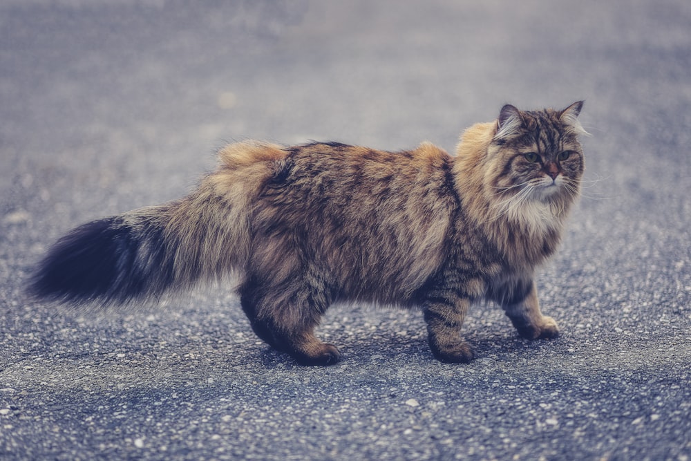 brown Persian cat walking