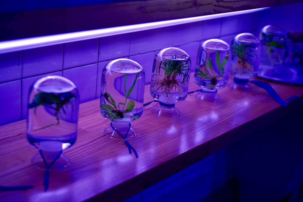 green-leafed plants inside glass containers