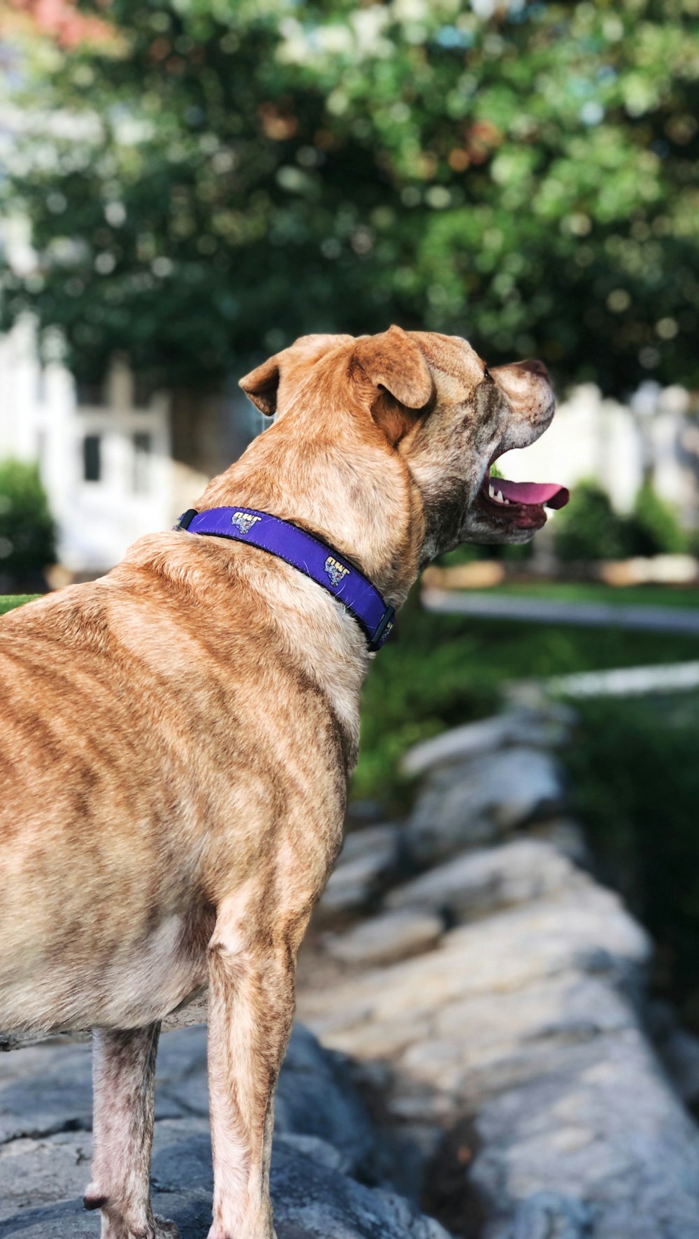 short-coated tan dog