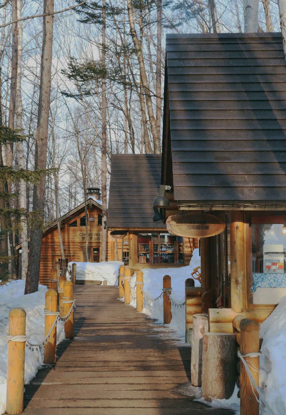 brown wooden dock near trees