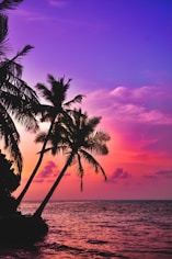 silhouette photography of coconut palm trees