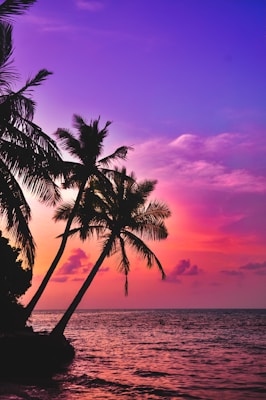 silhouette photography of coconut palm trees