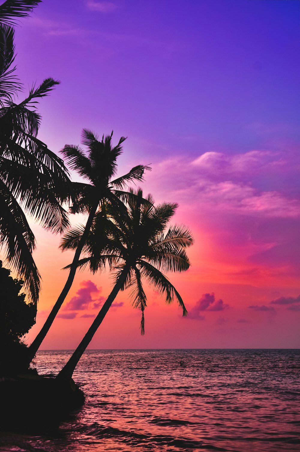 silhouette photography of coconut palm trees