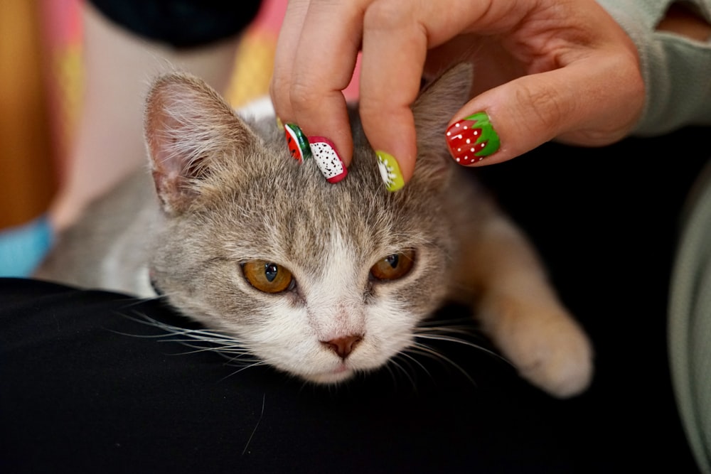 grey and white cat