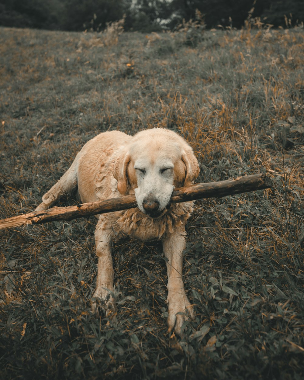 chien brun à poil long