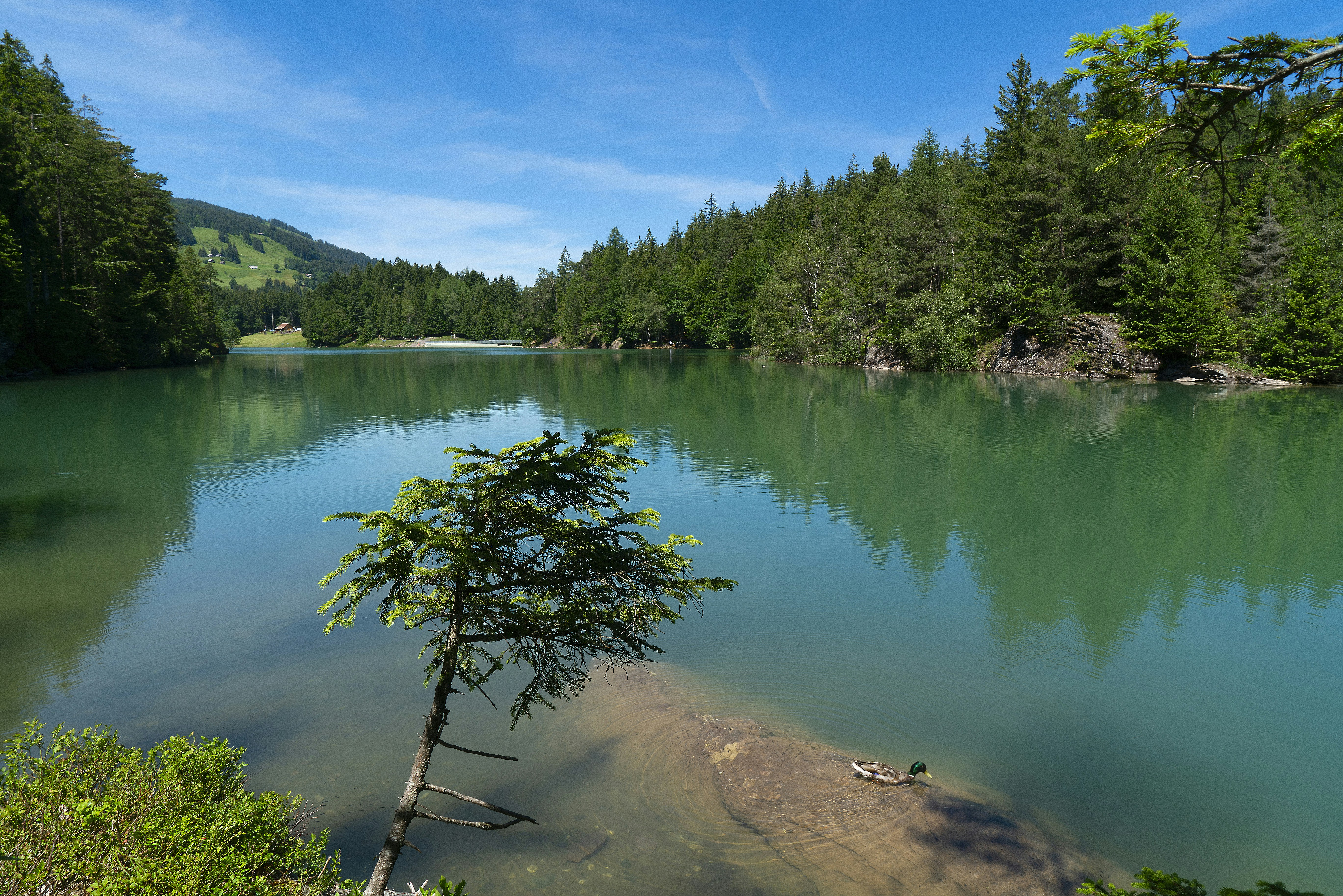 lake surrounded with trees
