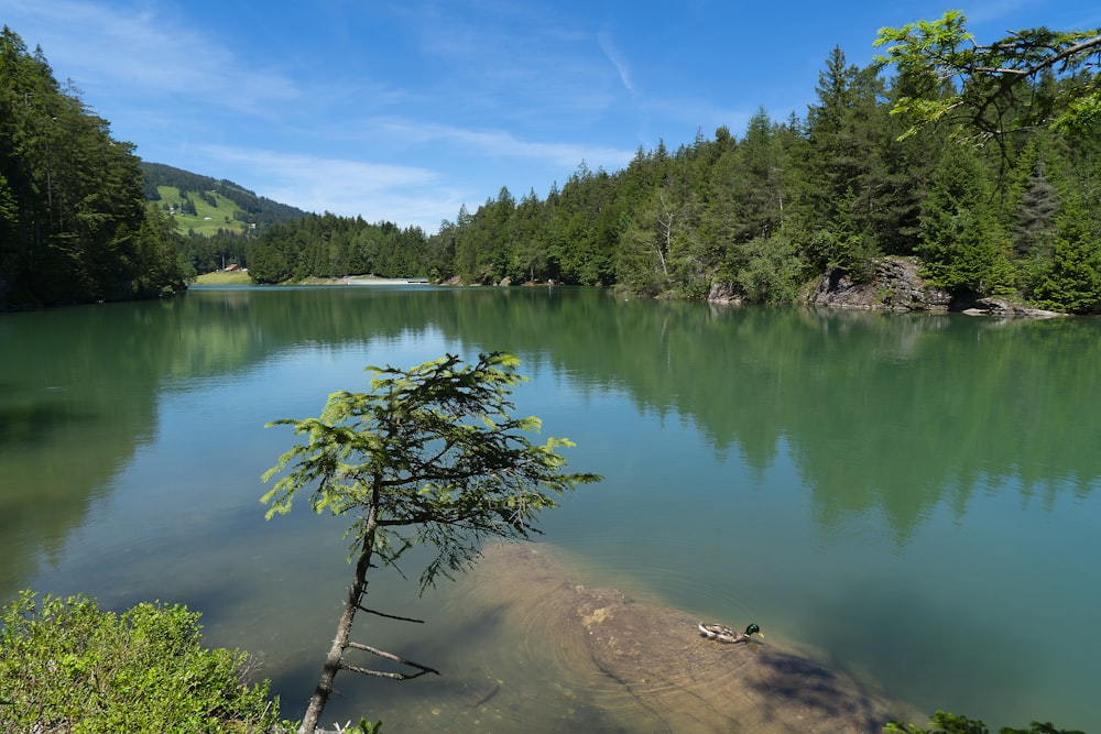 lago cercado de árvores