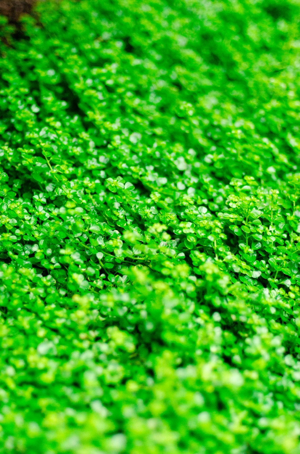 selective focus photography of green plant