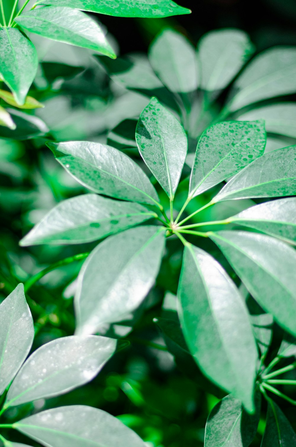 green umbrella plant