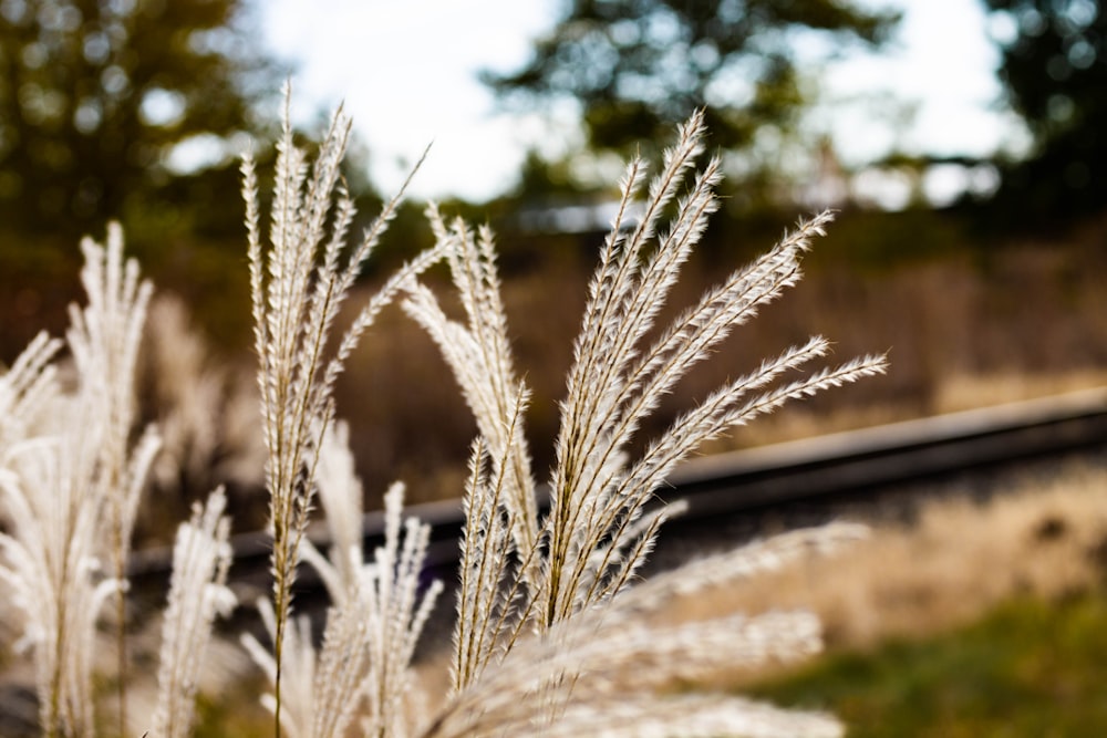 a close up of a plant in a field