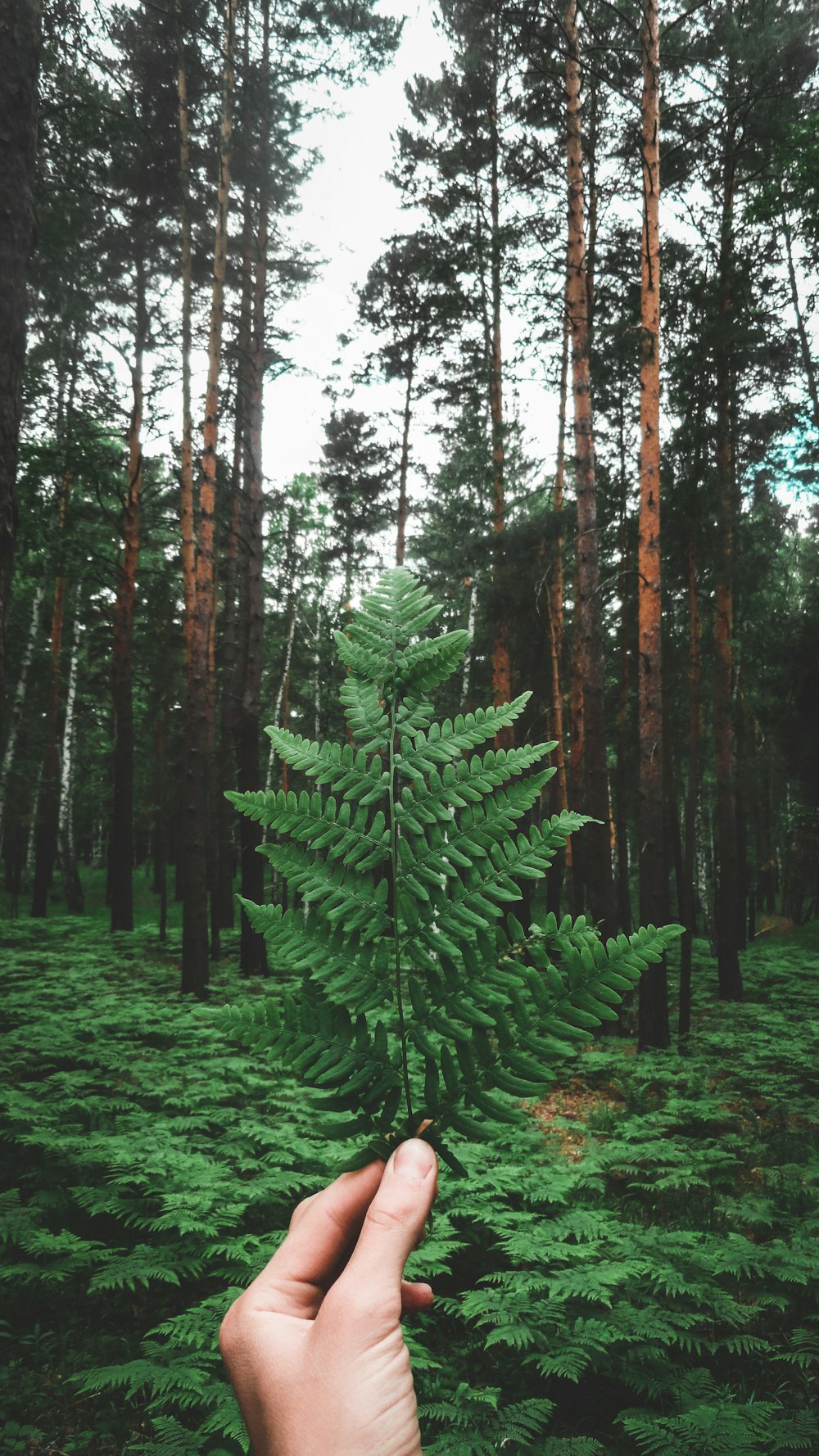 green ferns