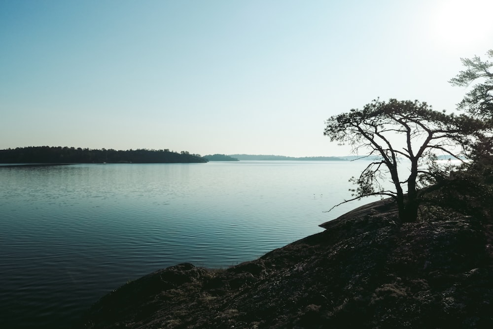 body of water beside trees during daytime