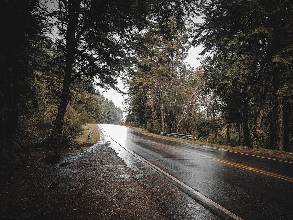 empty road between trees