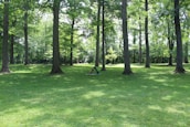 A close-up of a person practicing yoga in a serene park, symbolizing mental strength and tranquility.