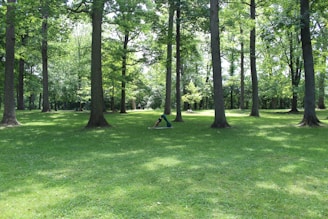 A lush, green park with tall trees casting dappled shadows on the grass. A person is practicing yoga or stretching in the open space surrounded by the serenity of nature.
