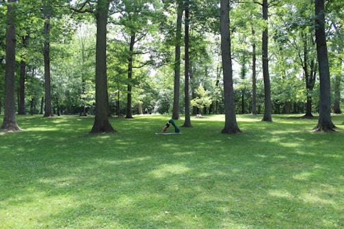 A lush, green park with tall trees casting dappled shadows on the grass. A person is practicing yoga or stretching in the open space surrounded by the serenity of nature.