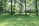 A lush, green park with tall trees casting dappled shadows on the grass. A person is practicing yoga or stretching in the open space surrounded by the serenity of nature.
