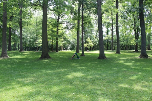A lush, green park with tall trees casting dappled shadows on the grass. A person is practicing yoga or stretching in the open space surrounded by the serenity of nature.