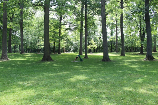 A lush, green park with tall trees casting dappled shadows on the grass. A person is practicing yoga or stretching in the open space surrounded by the serenity of nature.
