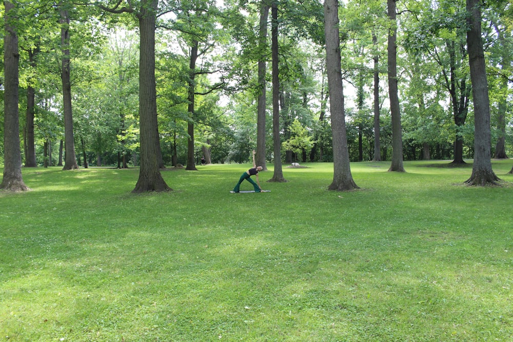 green grass field and trees