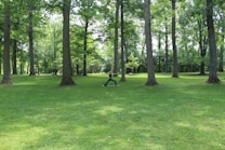 A verdant park setting with tall, mature trees spread across a lush green lawn. Sunlight filters through the dense canopy, creating patches of light and shade. In the center, a person is practicing yoga, performing a warrior pose, adding a tranquil yet energetic vibe to the scene.
