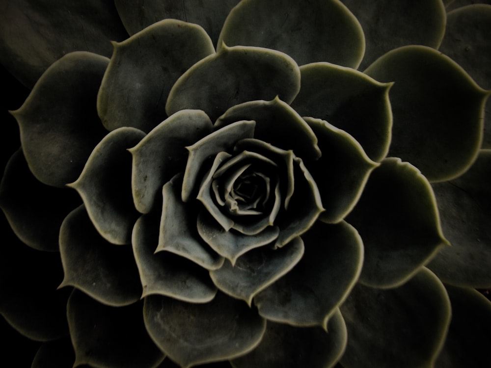 green succulent in close-up photography