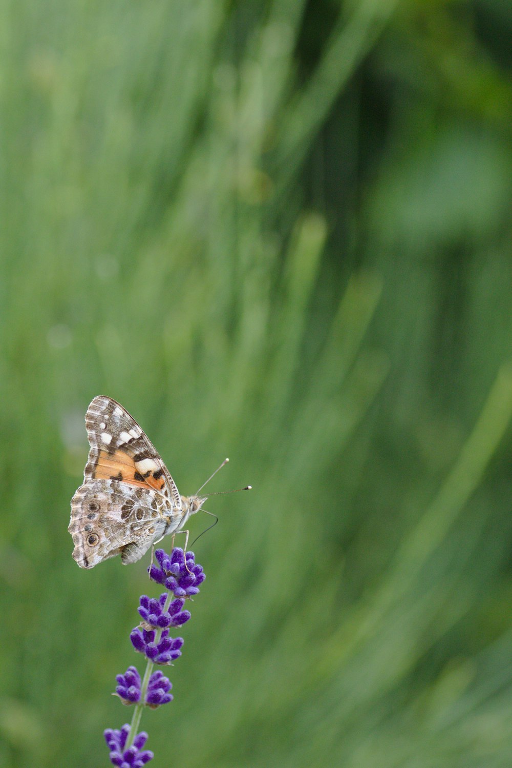 selective focus photography of orange and brown butterfly on purple petaled flower