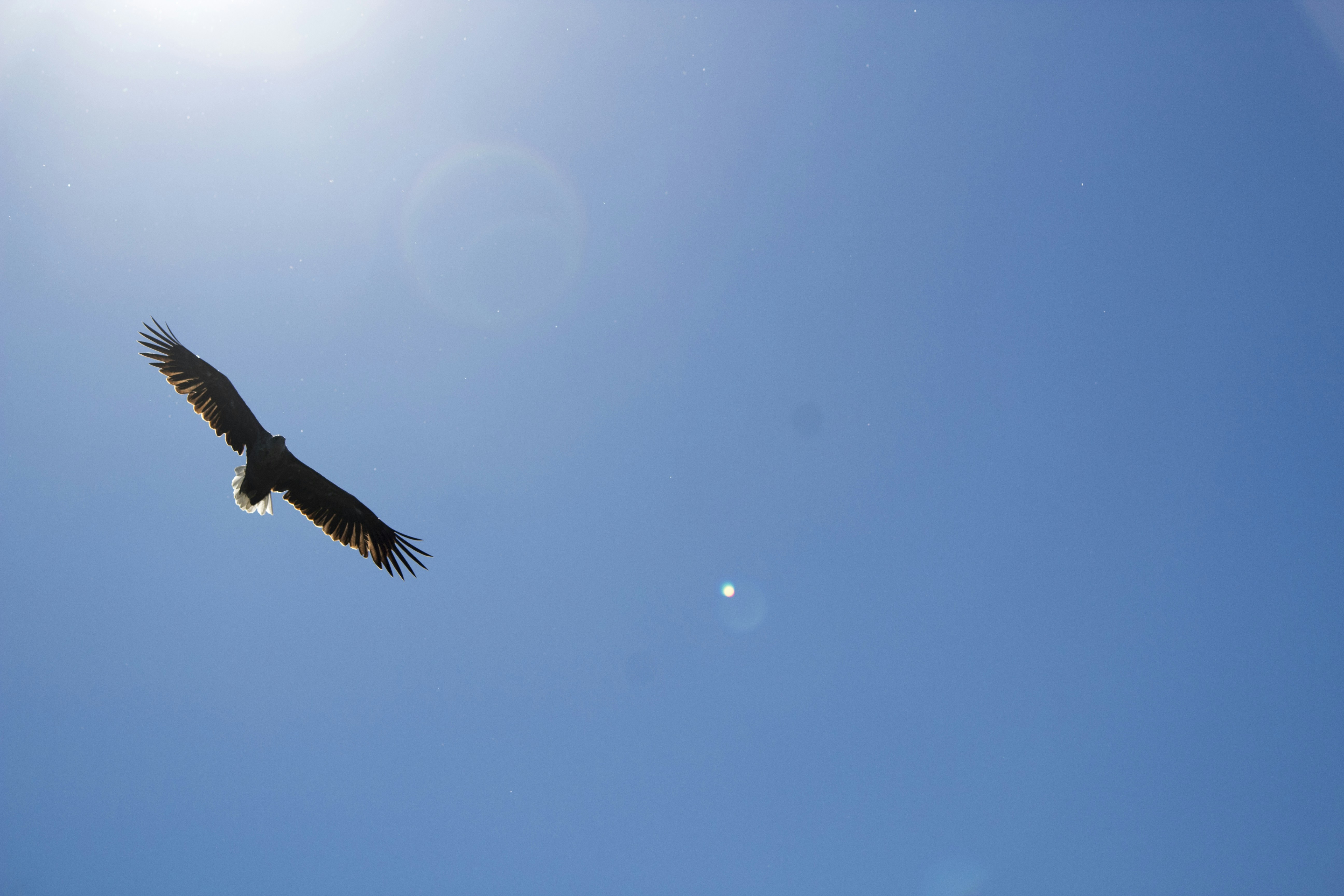 time lapse photography of a bird in flight, 