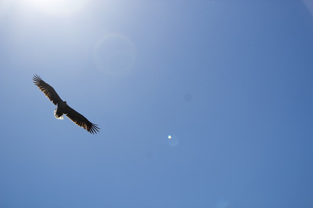 time lapse photography of a bird in flight