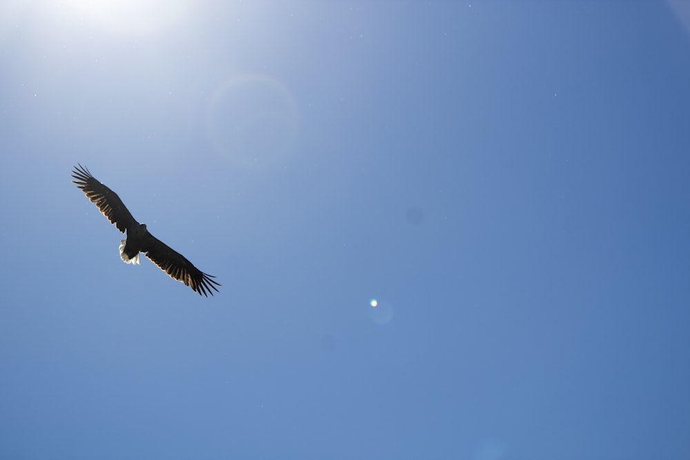 Photographie en accéléré d’un oiseau en vol