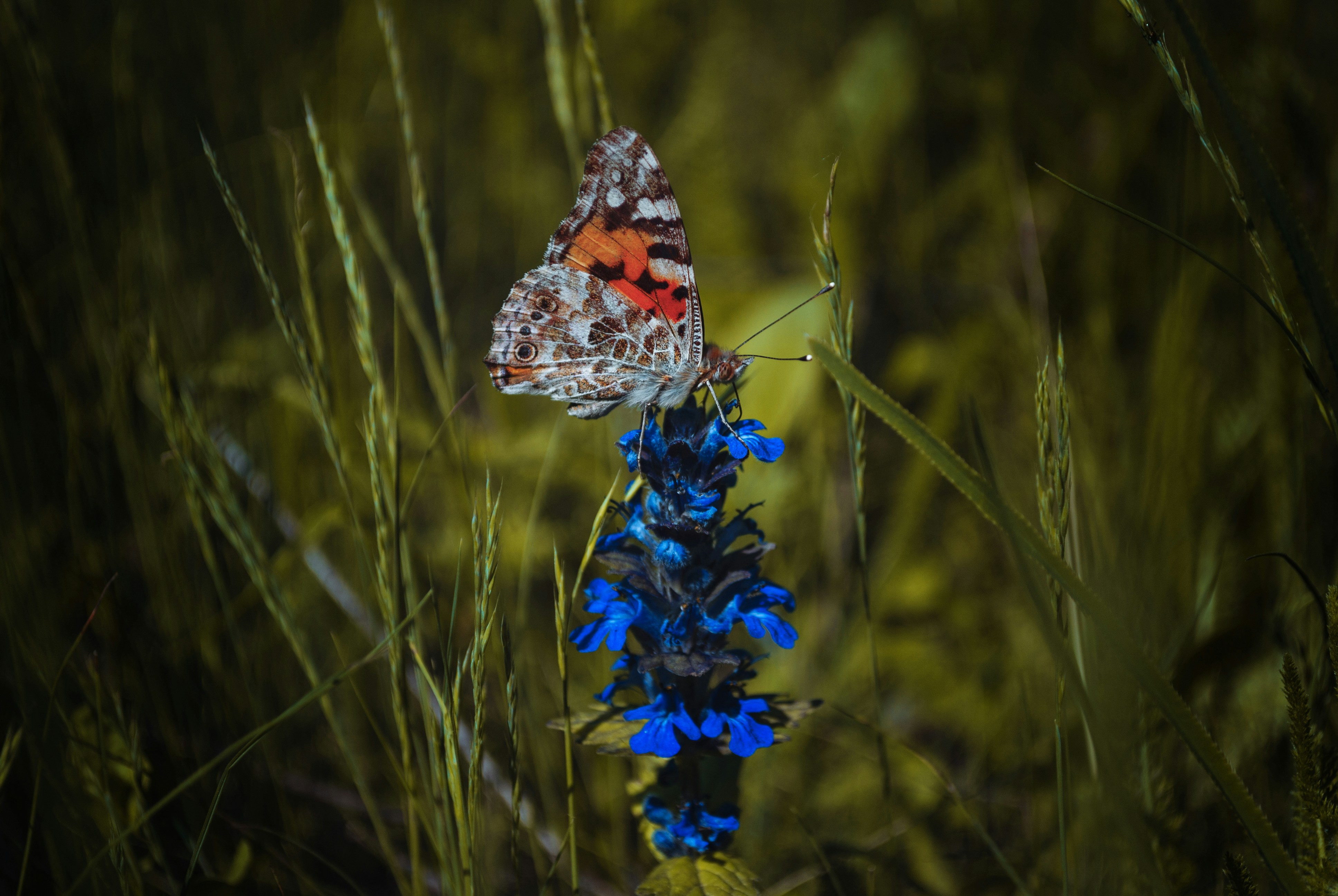 gray and orange butterfly on flower
