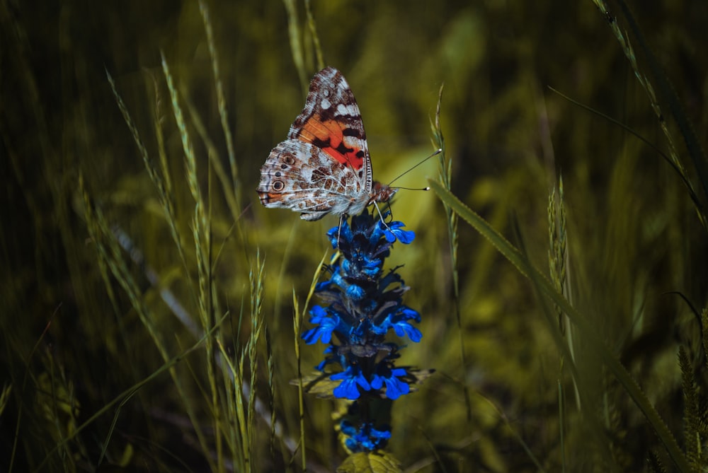 gray and orange butterfly on flower