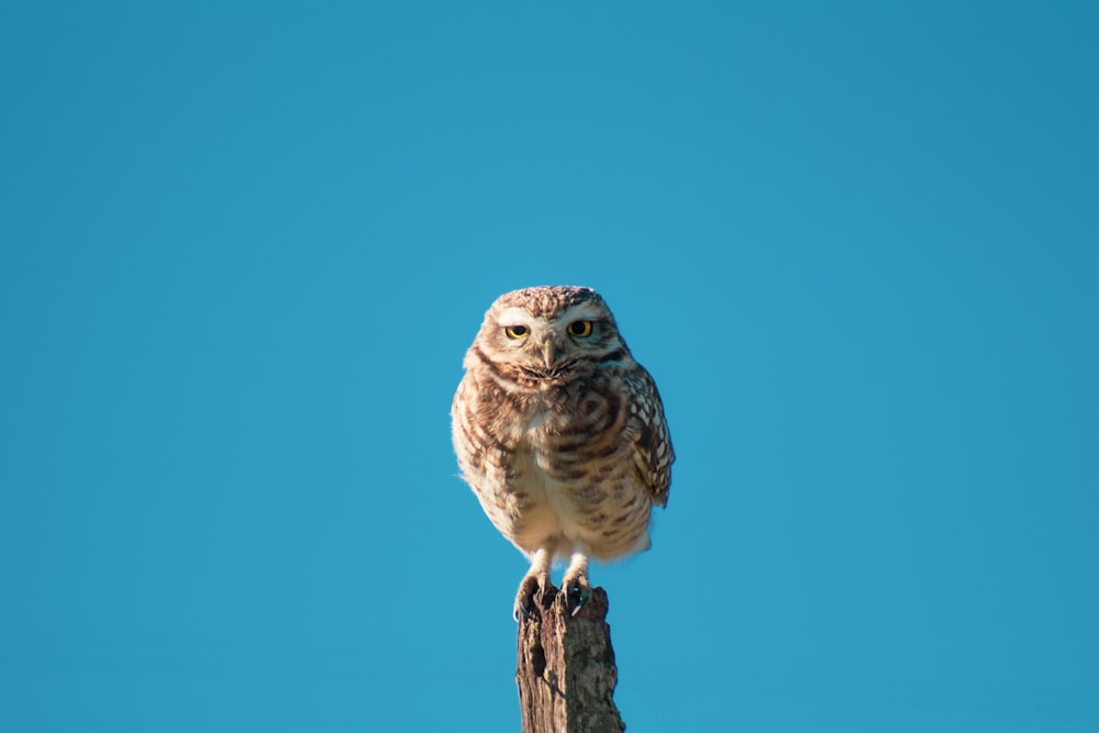 hibou brun et blanc debout sur le poteau