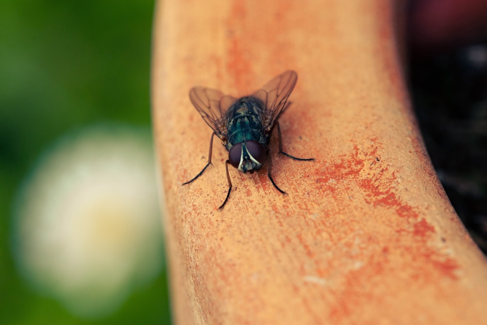 green bottle fly selective focus photography