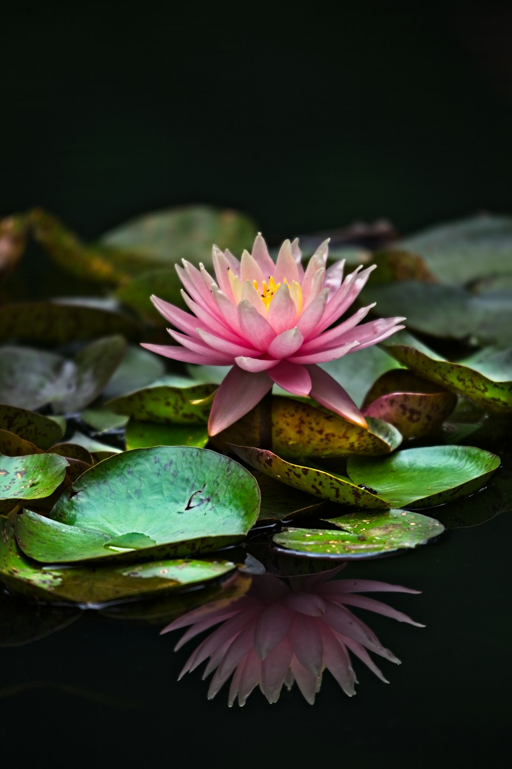 plantas de flores de pétalas cor-de-rosa