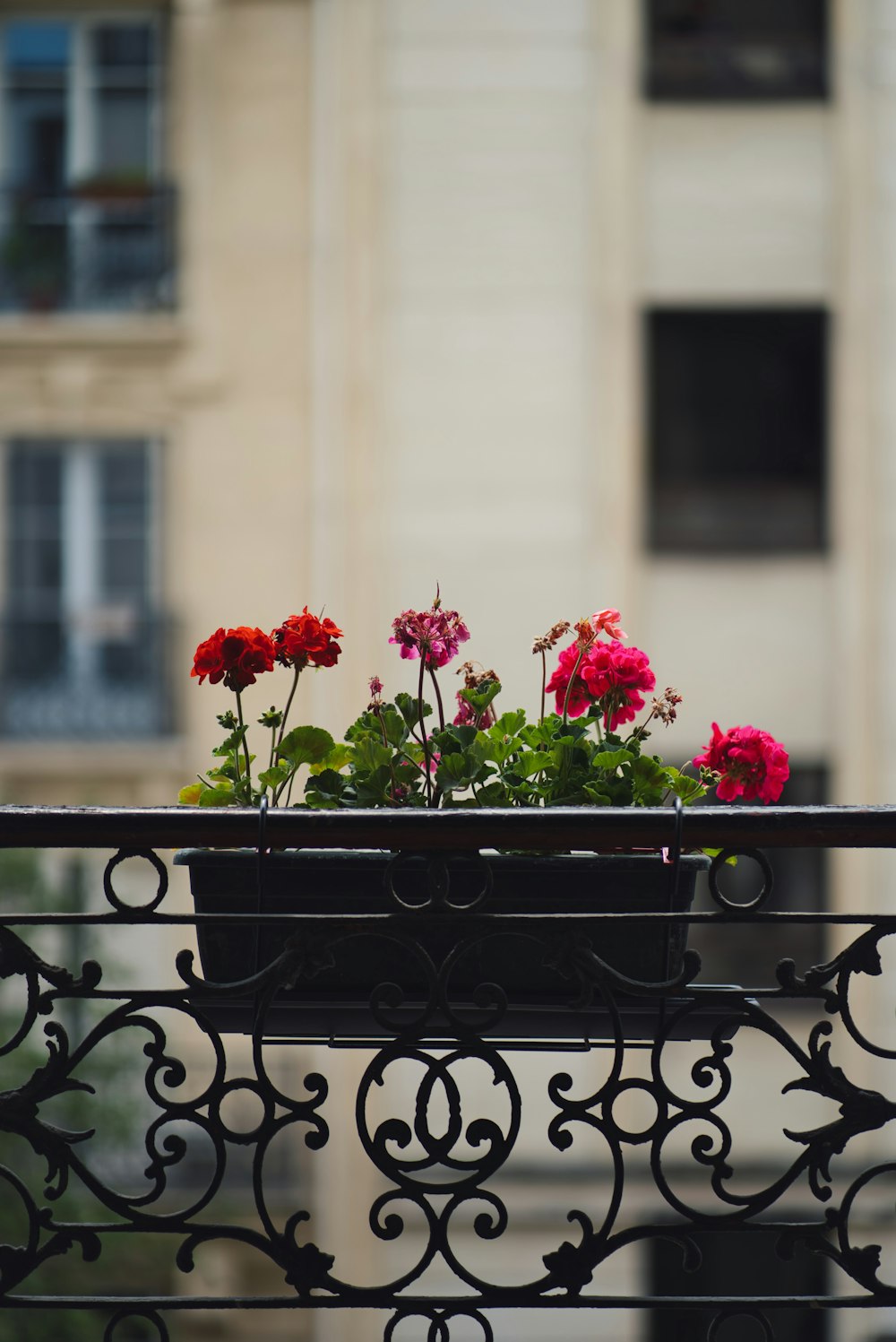 red flowers