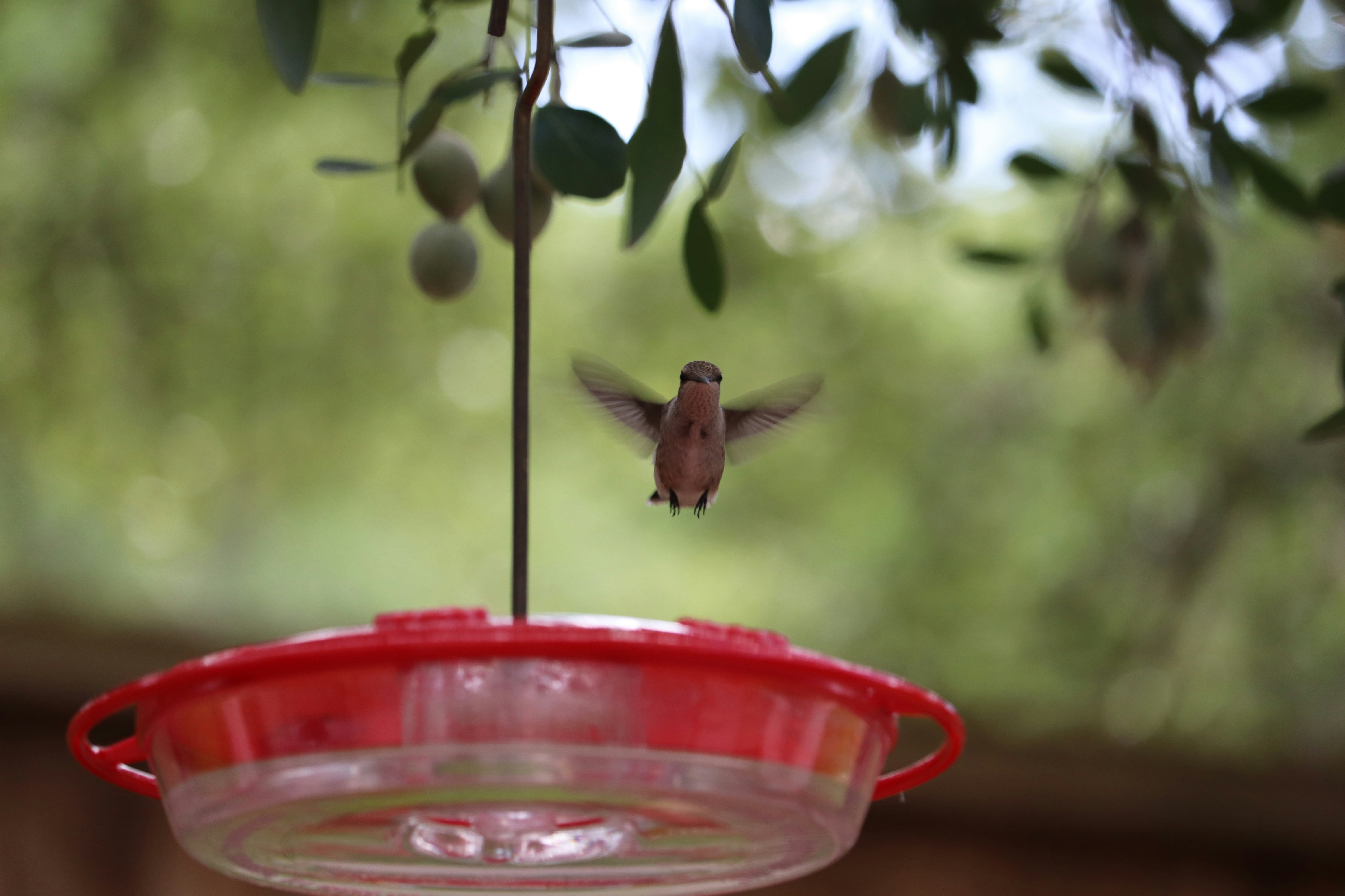 Hummingbird feeder hanging from a tree