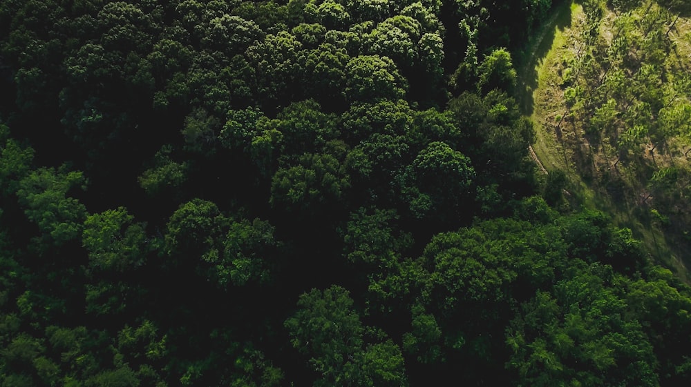 green leaf tree