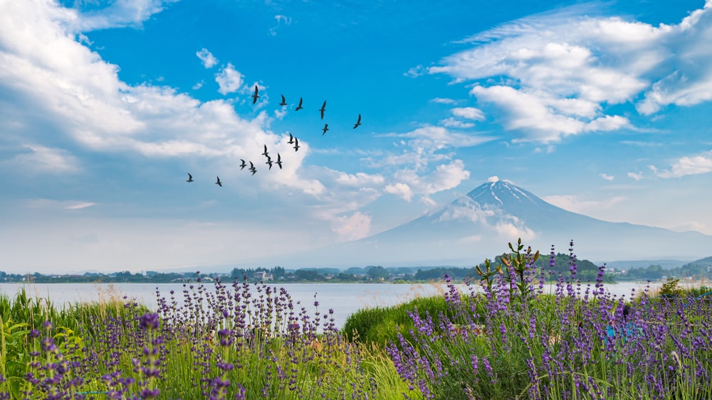 pájaros volando cerca de la montaña bajo el cielo nublado durante el día