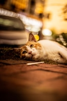 orange tabby cat