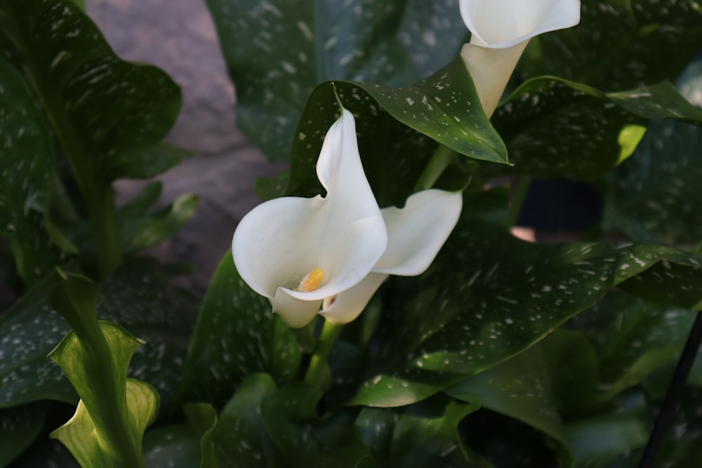 white petaled flower