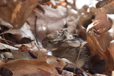 A cozy holland lop nestled in a soft blanket surrounded by autumn leaves in warm honey tones.