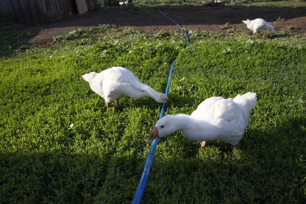 white ducks photography