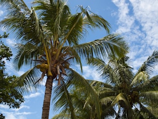 A vibrant tropical plantation with ripe pinang and kopra ready for harvest under a clear blue sky.